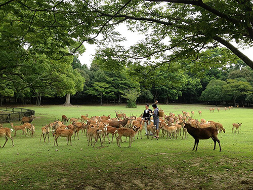 Nara_Ika Park_Re