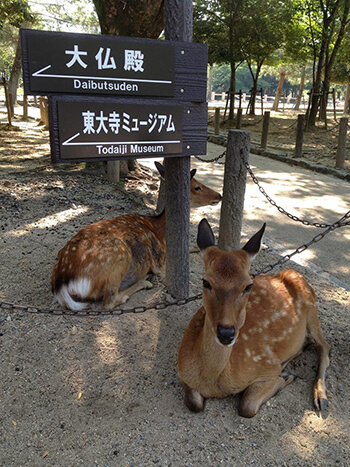 Nara_Ika_Temple_re