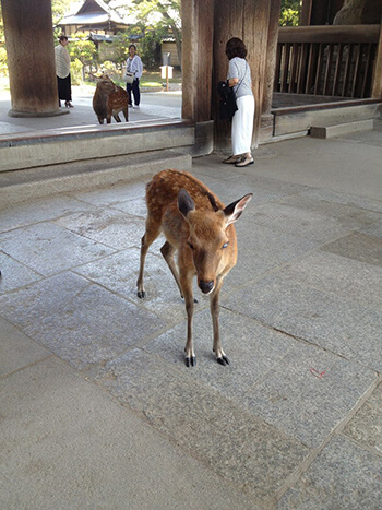 Nara_Ika_Unusual_Re