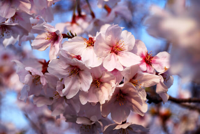 sakura-1355709
