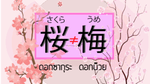 sakura-plum