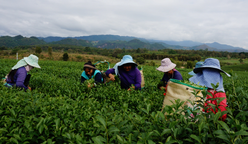 FI_Tea Plantation