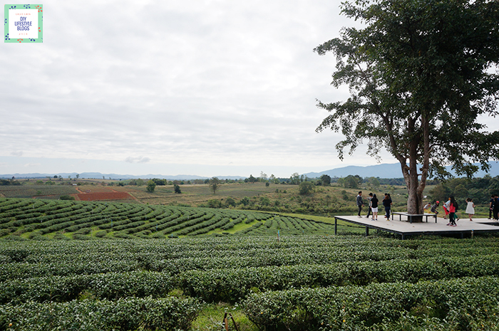 Tea Plantation_12