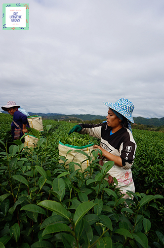 Tea Plantation_4
