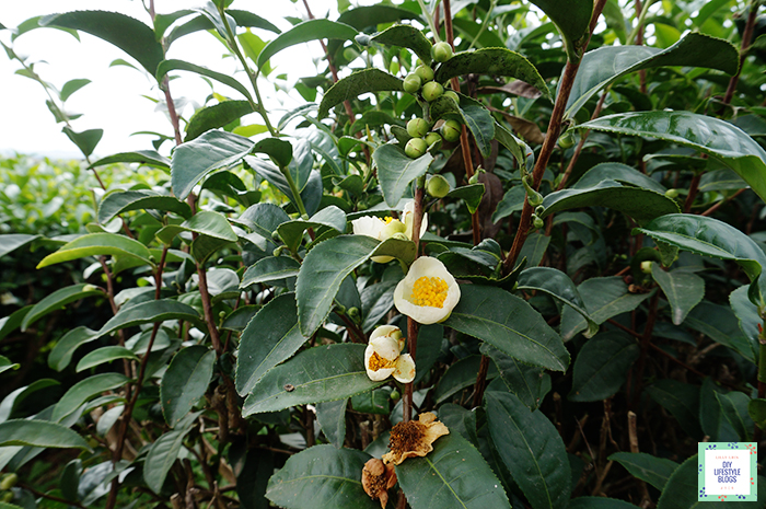 Tea Plantation_5