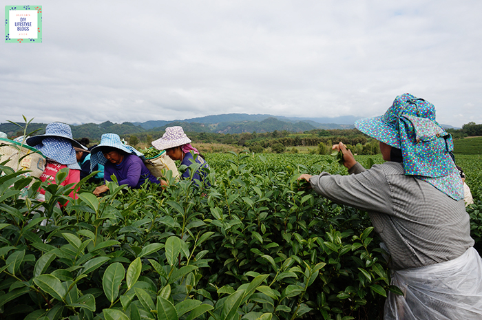 Tea Plantation_6