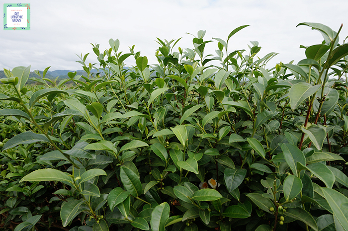 Tea Plantation_7