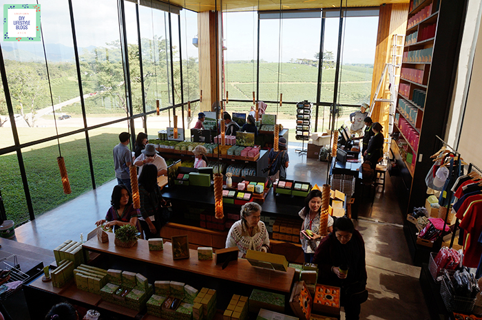 Tea Plantation_9